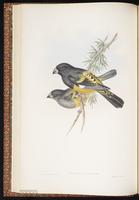 White-winged Grosbeak plate 21