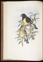 Spot-winged Grosbeak plate 20