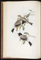 Yellow-billed Grosbeak plate 19