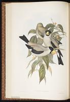 Japanese Grosbeak plate 18
