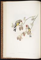 Eurasian Goldfinch, European Goldfinch, chardonneret élégant plate 17