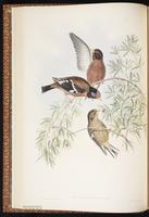 Spectacled Finch plate 16