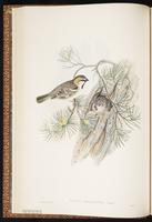 Saxaul Sparrow plate 15