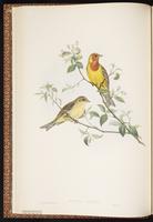 Red-headed Bunting plate 14