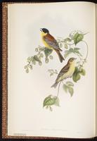 Black-headed Bunting plate 13