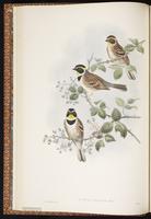 Yellow-throated Bunting plate 12