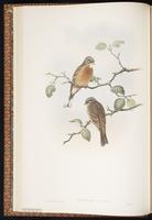 Grey-necked Bunting plate 11