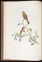 Rustic Bunting plate 10