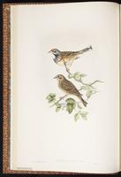 Chestnut-eared Bunting plate 9