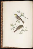 Cinereous Bunting plate 8