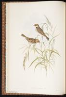 Little Bunting plate 7