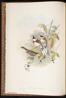 White-capped Bunting plate 6