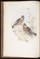 Asian Rosy Finch, Rosy Finch plate 4