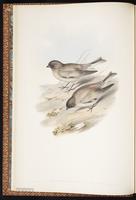 Brandt's Mountain Finch plate 3