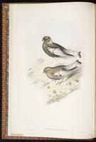 Asian Rosy Finch, Rosy Finch plate 2