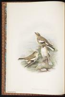Tibetan Snowfinch plate 1
