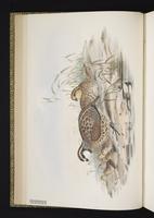 Northern Bobwhite, Codorniz cotuí, colin de Virginie plate 1