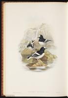 Little Forktail plate 71