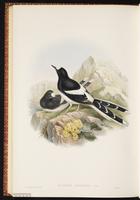 White-crowned Forktail plate 70