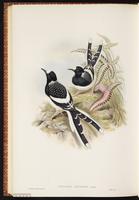 Spotted Forktail plate 69