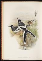 Spotted Forktail plate 68