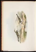 Forest Wagtail plate 67