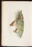 Red-throated Pipit, Bisbita garganta roja plate 66