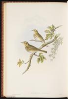 Olive Tree-Pipit, Olive-backed Pipit plate 65