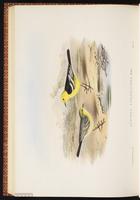Citrine Wagtail plate 64