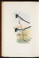 Lavandera blanca, White Wagtail plate 63