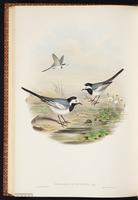 Lavandera blanca, White Wagtail plate 62