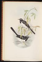 White-browed Wagtail plate 61