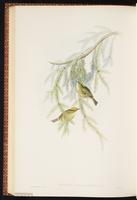Goldcrest plate 60