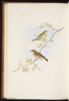 Common Chiffchaff plate 59