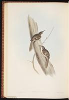 Bar-tailed Treecreeper plate 58