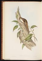 Rusty-flanked Treecreeper plate 57