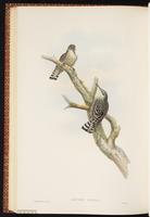 Spotted Creeper plate 56