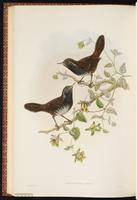 Wedge-billed Wren-Babbler plate 55