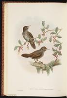 Wedge-billed Wren-Babbler plate 54