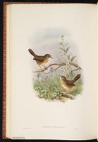 Tawny-breasted Wren-Babbler plate 53