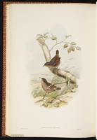 Spotted Wren-Babbler plate 52
