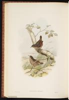 Spotted Wren-Babbler plate 52