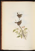 Winter Wren, Chivirín chochín, troglodyte mignon plate 51