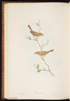 Asian Desert Warbler plate 50