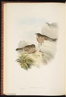 Altai Accentor plate 49