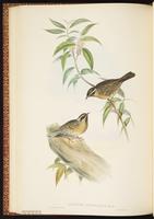Black-throated Accentor plate 48
