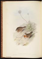 Rufous-breasted Accentor plate 47