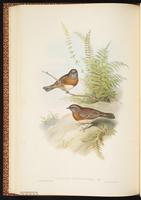 Robin Accentor plate 46