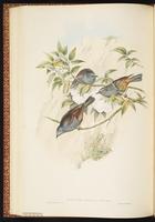 Maroon-backed Accentor plate 45
