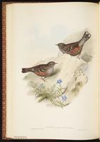 Alpine Accentor plate 44